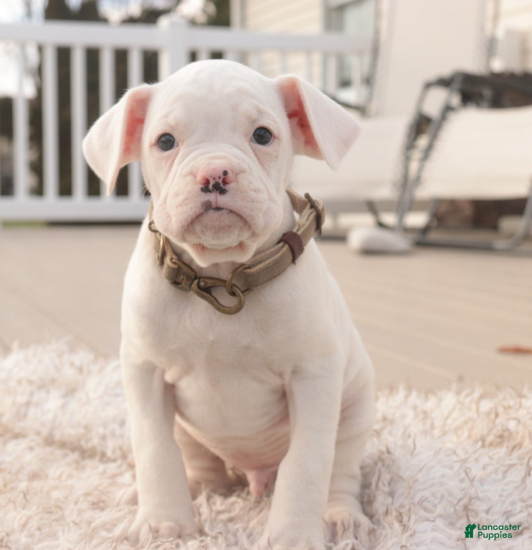 Boxer dogs for sale: Chase - Ad 5