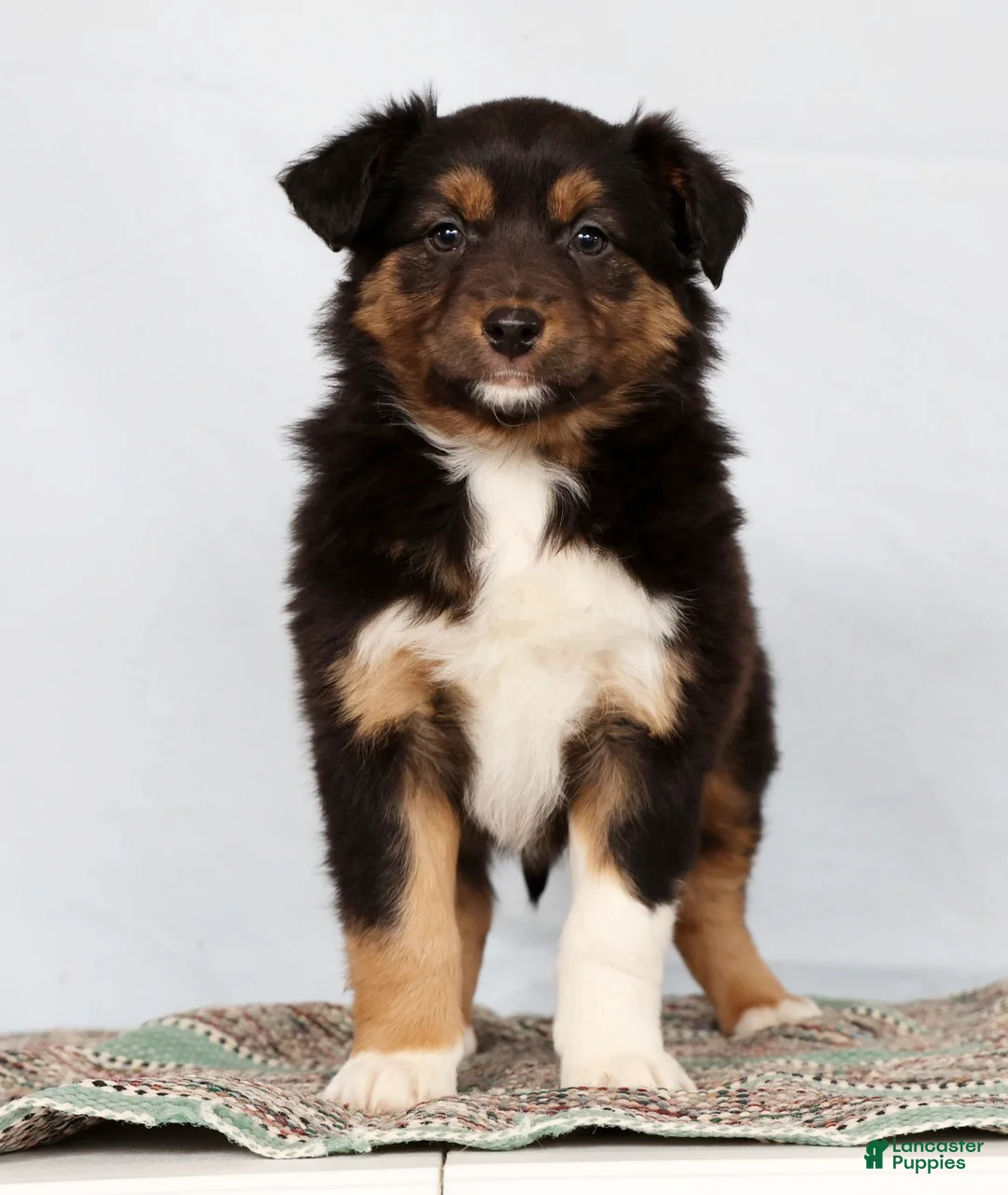 Australian Shepherd dogs for sale: Julie - Ad 4