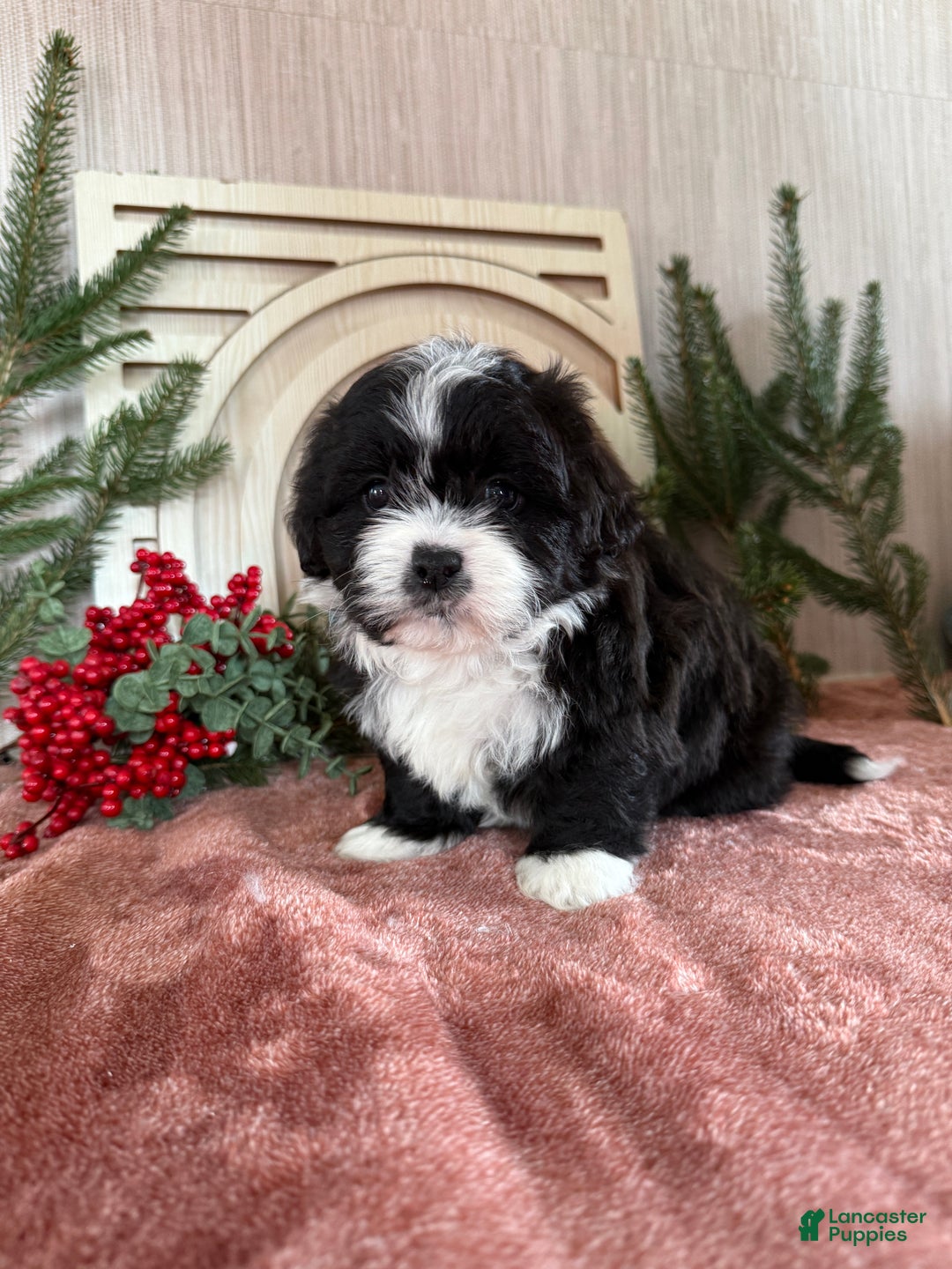 Teddy Bear dogs for sale: Sammy - Ad 2