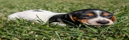 Miniature Dachshund dogs for sale: Churro - Ad 7