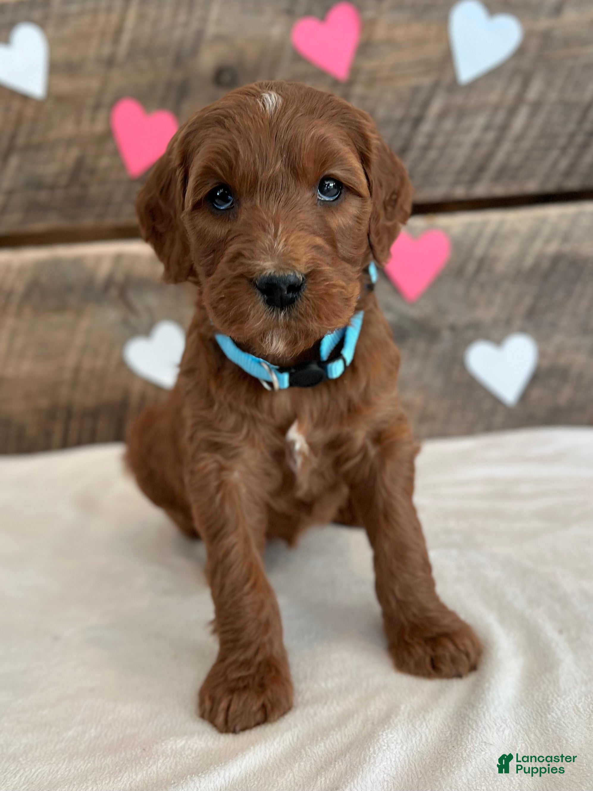 Irish Doodle dogs Ginger - Ad 41