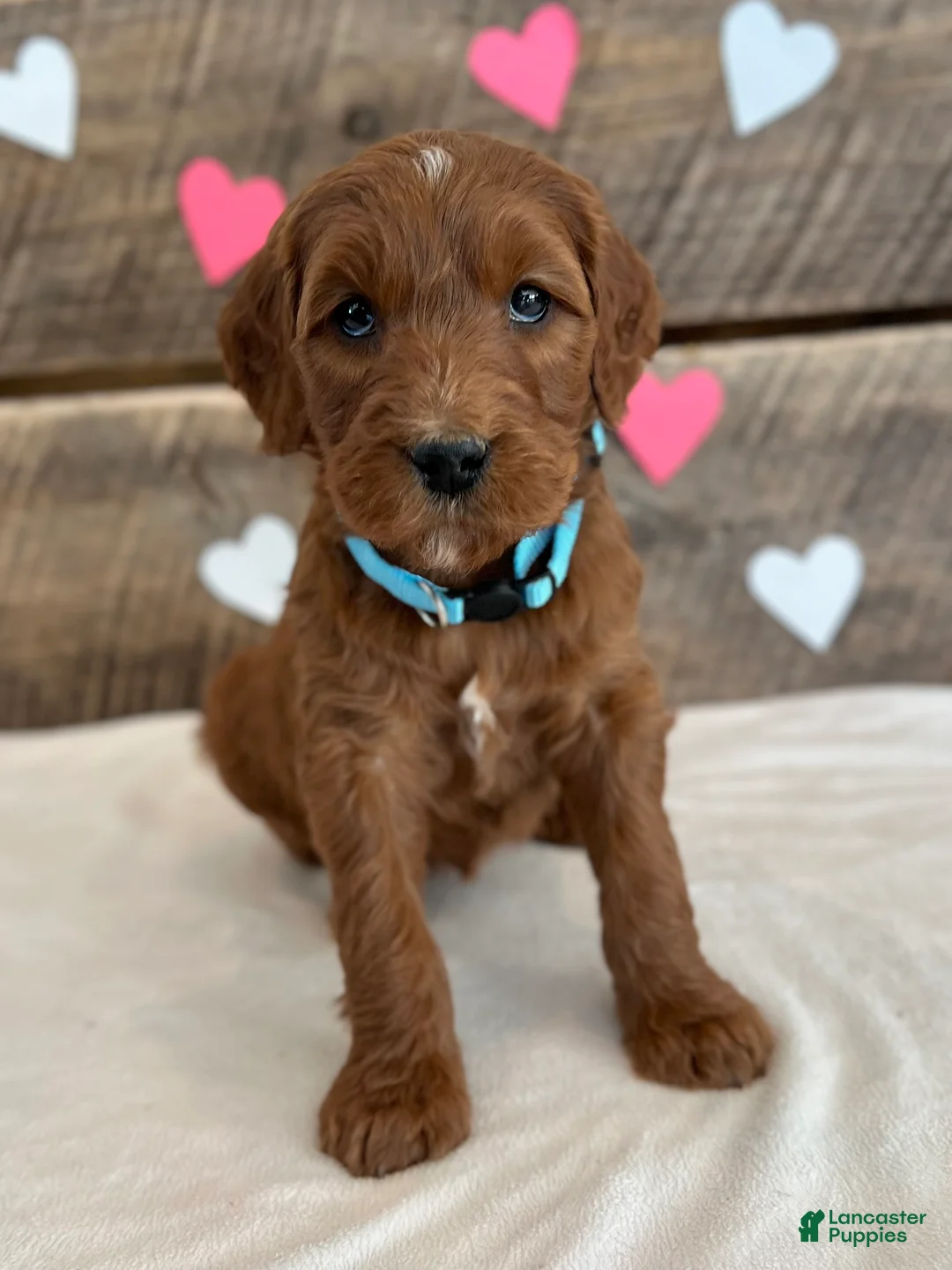 Irish Doodle dogs for sale: Ginger - Ad 1