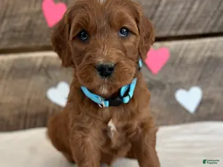 Irish Doodle dogs Ginger - Ad 41