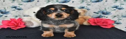 Miniature Dachshund dogs for sale: Peter - Ad 3