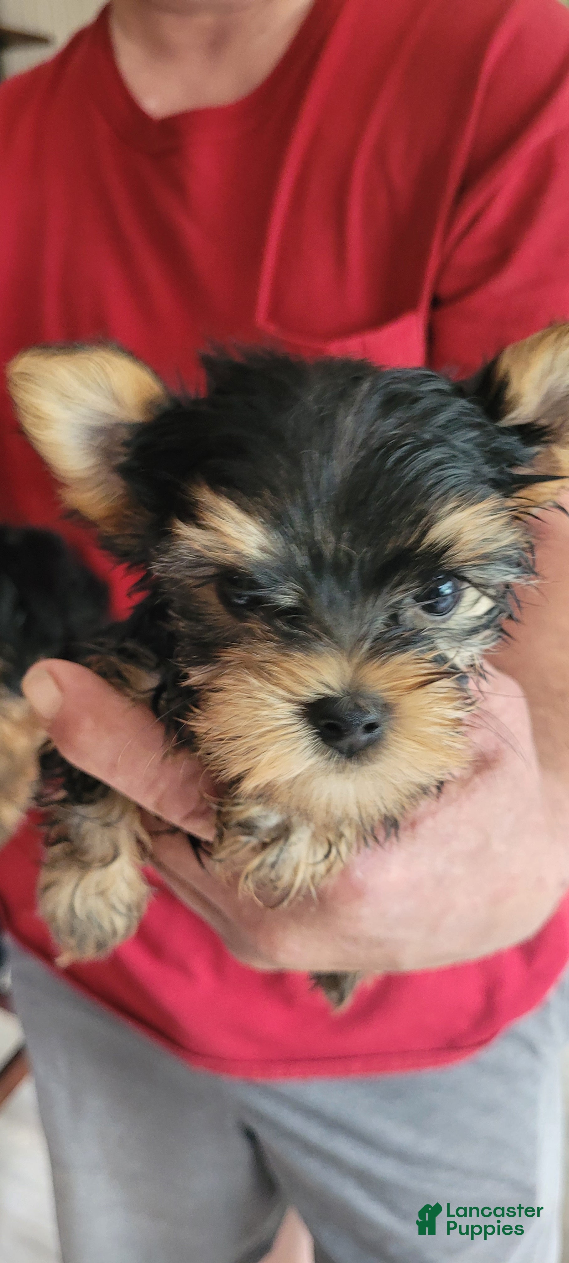 Yorkshire Terrier dogs Yorkshire Terrier 1 - Ad 1