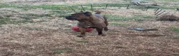 Cane Corso dogs for sale: Cane Corso Puppy 10 - Ad 5