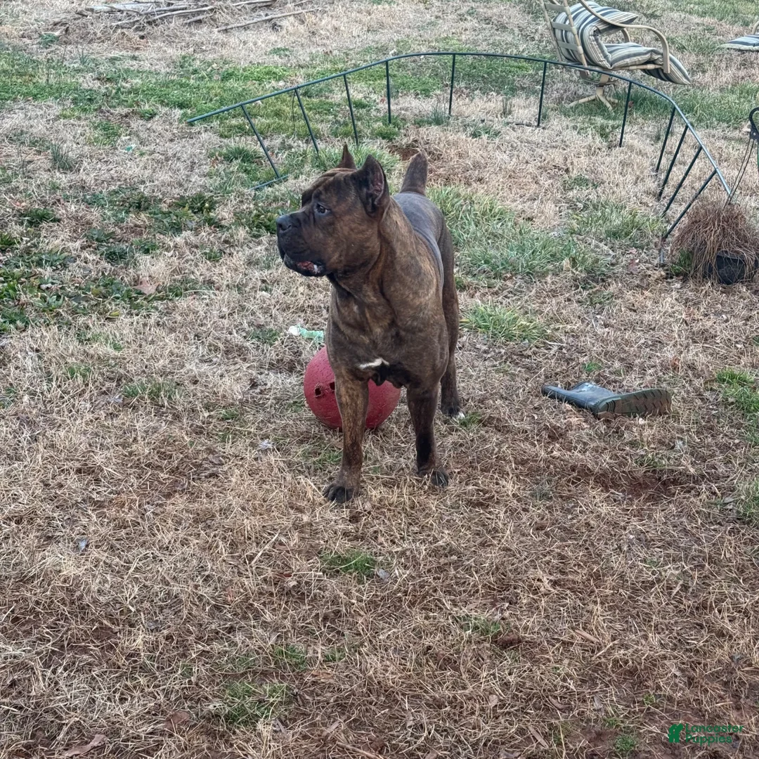 Cane Corso dogs for sale: Cane Corso Puppy 10 - Ad 5