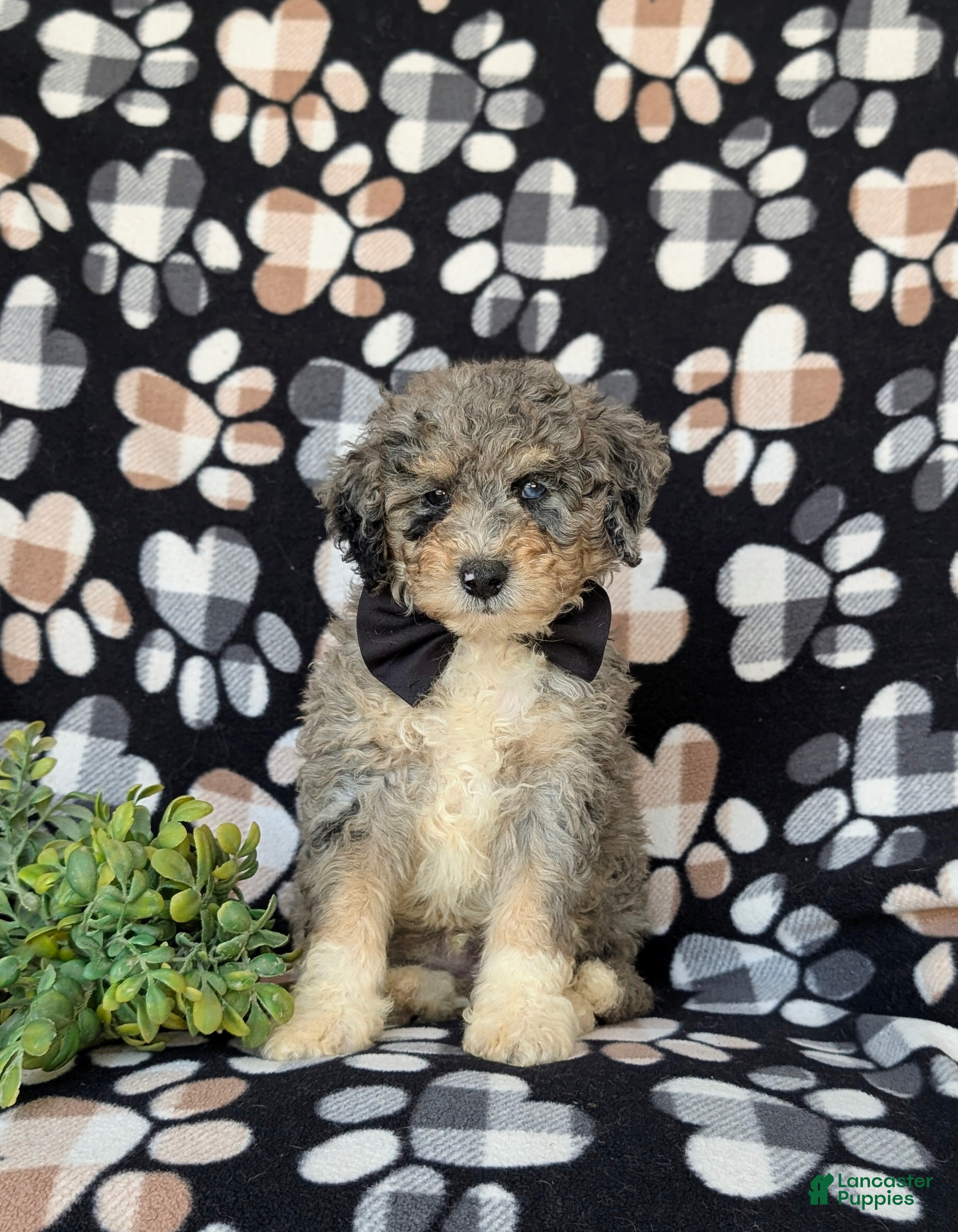 Mini Bernedoodle dogs Cabe Hypoallergenic - Ad 2