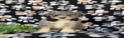 Mini Bernedoodle dogs for sale: Cabe Hypoallergenic - Ad 2