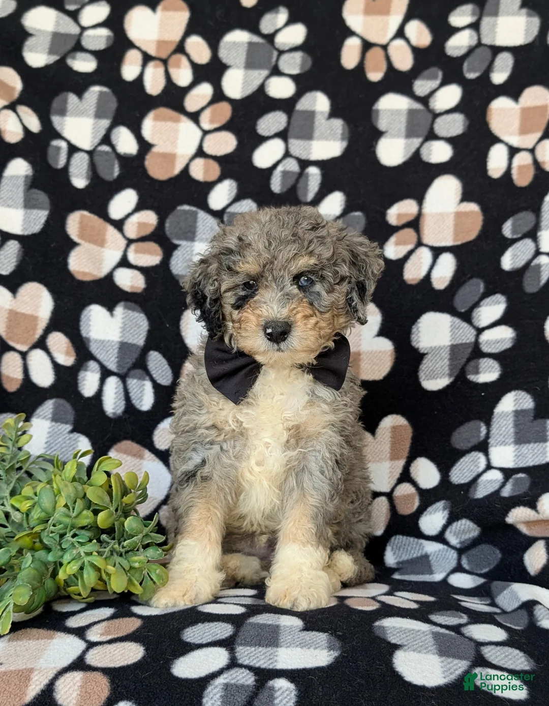 Mini Bernedoodle dogs for sale: Cabe Hypoallergenic - Ad 2