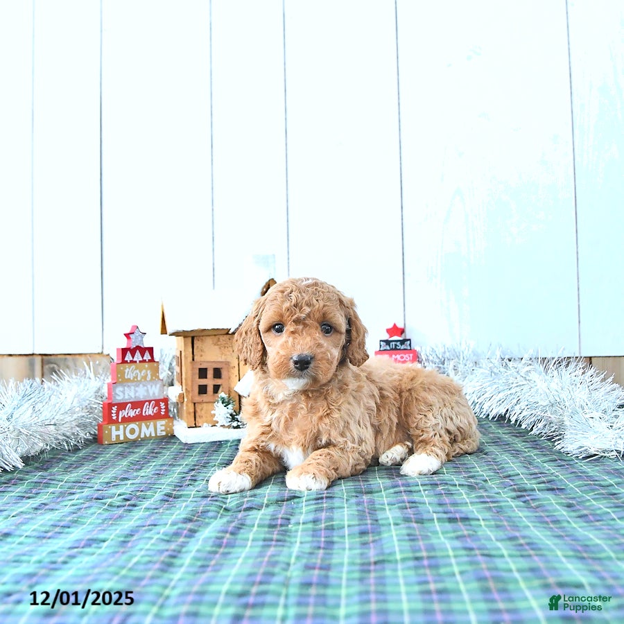 Mini Goldendoodle dogs Nancy - Ad 41