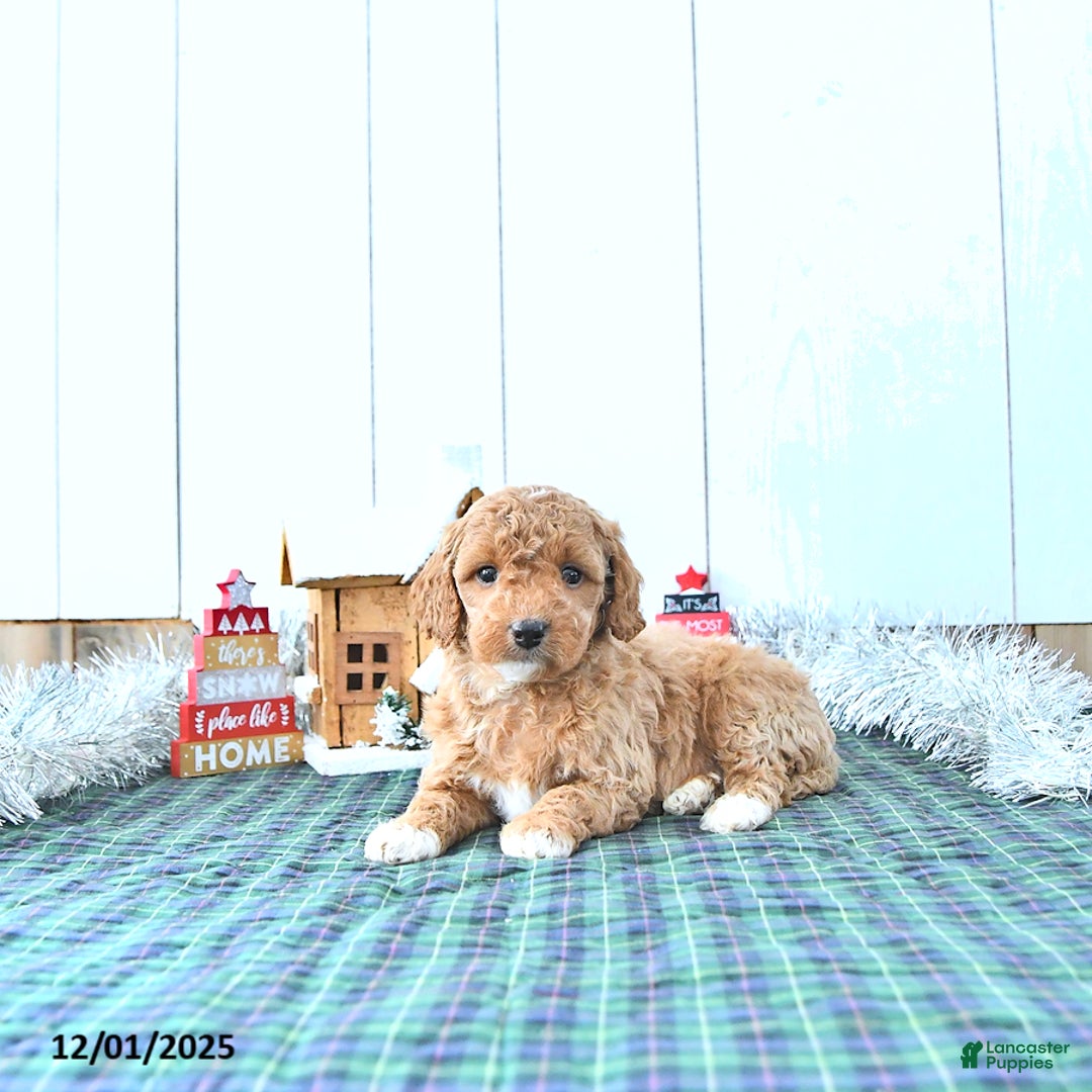 Mini Goldendoodle dogs for sale: Nancy - Ad 1