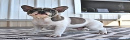 French Bulldog dogs for sale: Timber - Ad 10