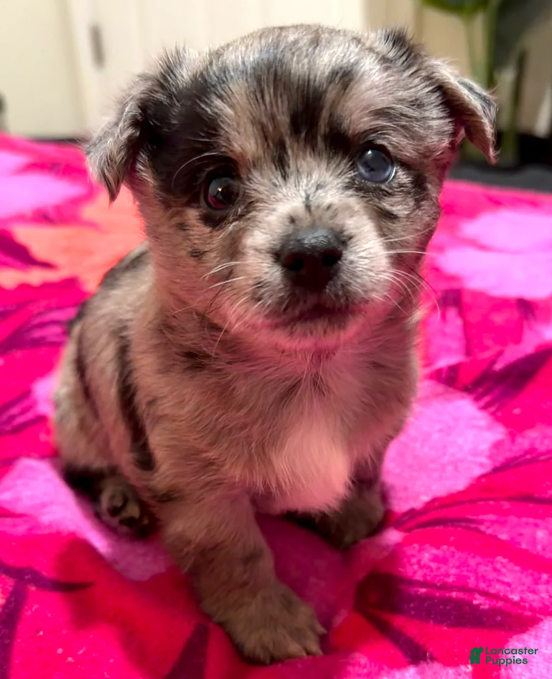 Mixed Breed dogs for sale: Zara - Ad 2