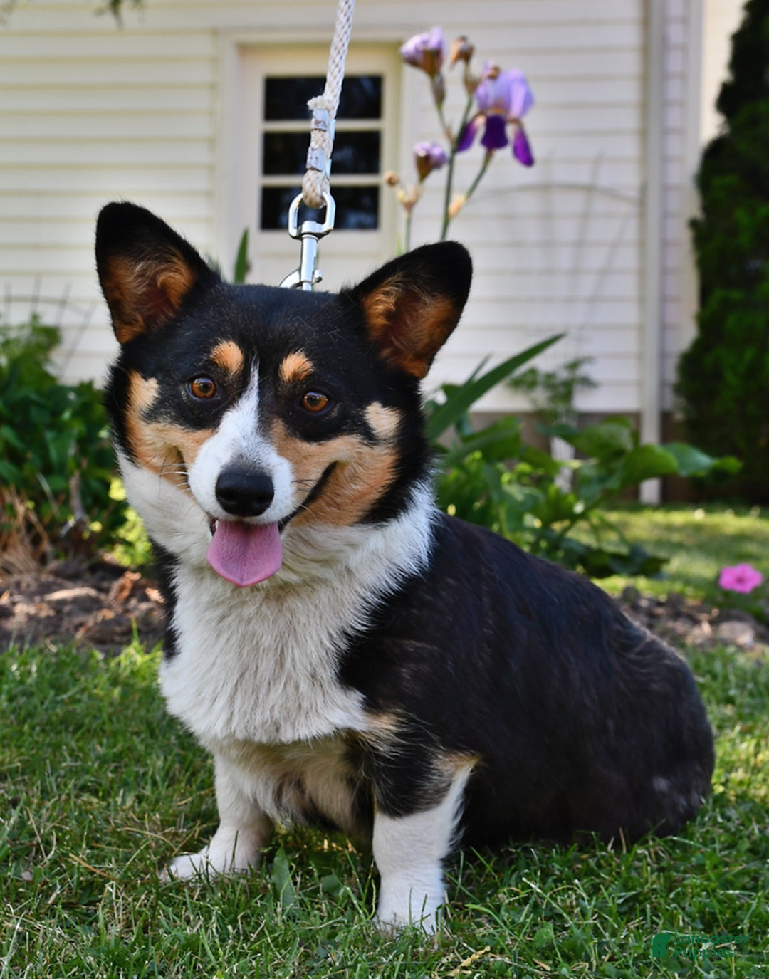 Welsh Corgi Pembroke dogs for sale: Maverick - Ad 6