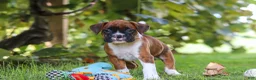 Boxer dogs for sale: Dally - Ad 8