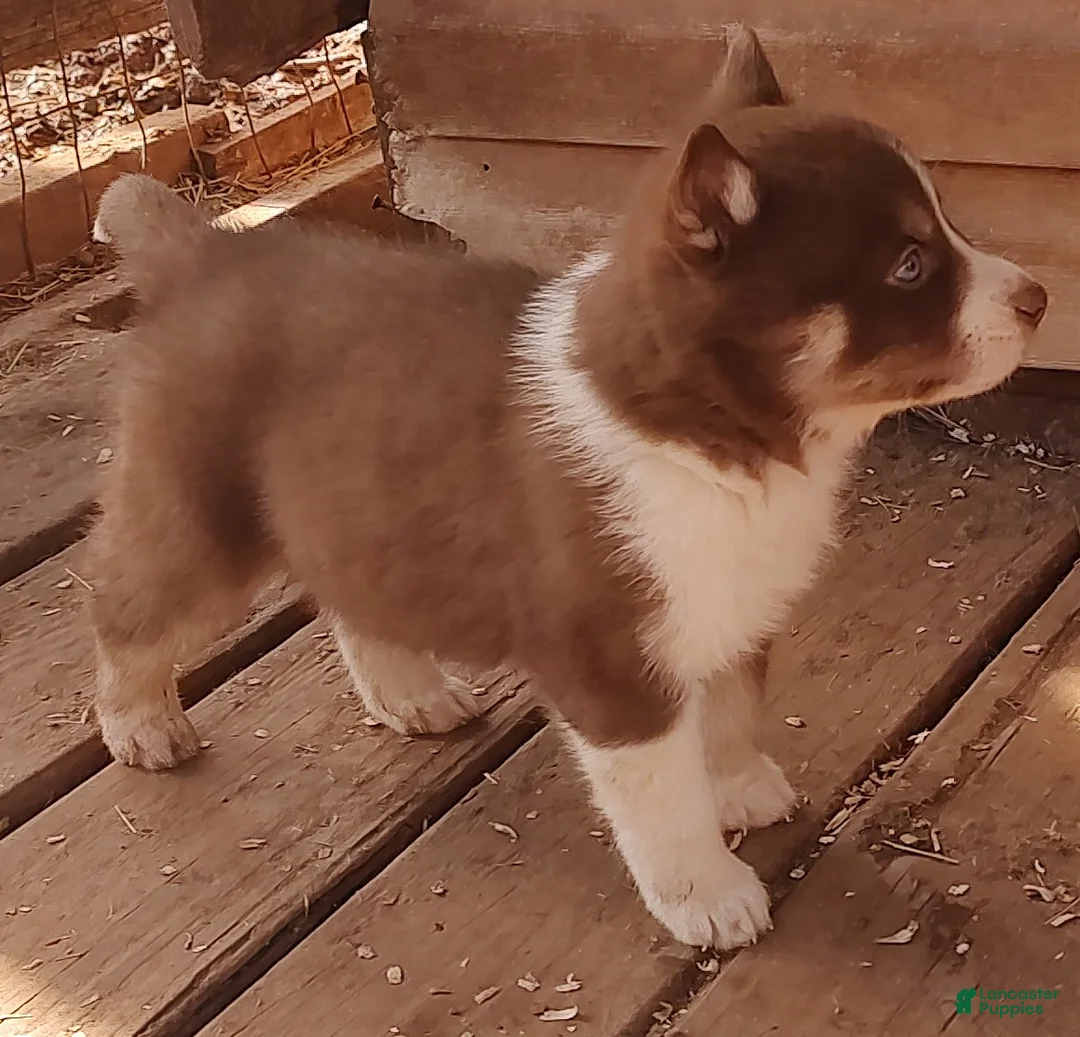 Siberian Husky dogs for sale: Siberian Husky Puppy 1 - Ad 7