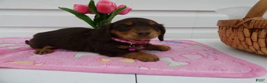 Miniature Dachshund Puppy 1 Daffney