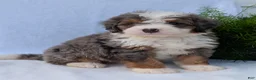 Mini Bernedoodle dogs for sale: Mini Banks  - Ad 21