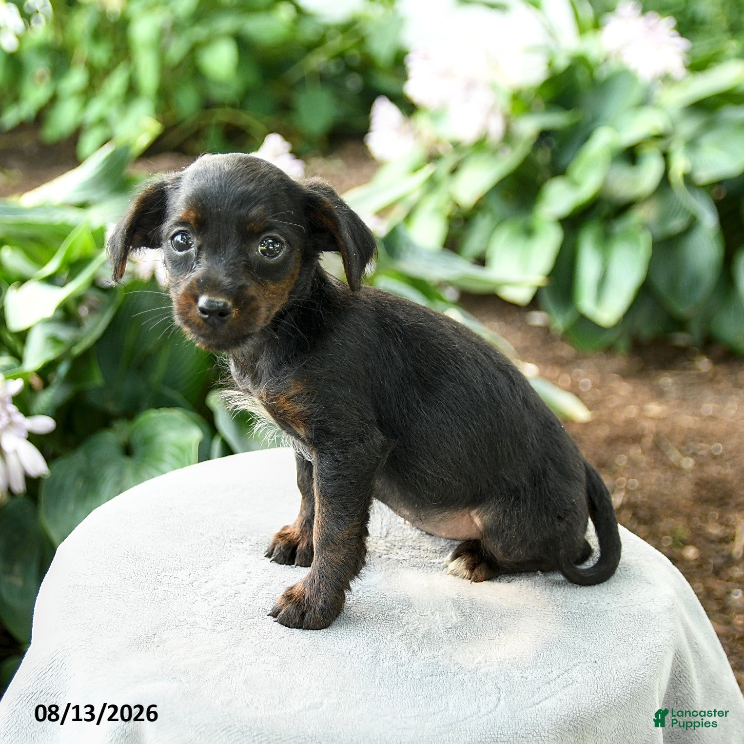 Yorkiepoo dogs Priscilla - Ad 1