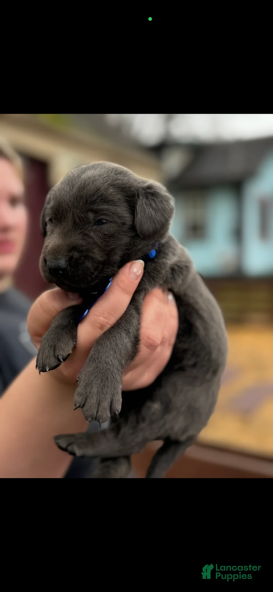 Labrador Retriever dogs for sale: Labrador Retriever Puppy 1 - Ad 17