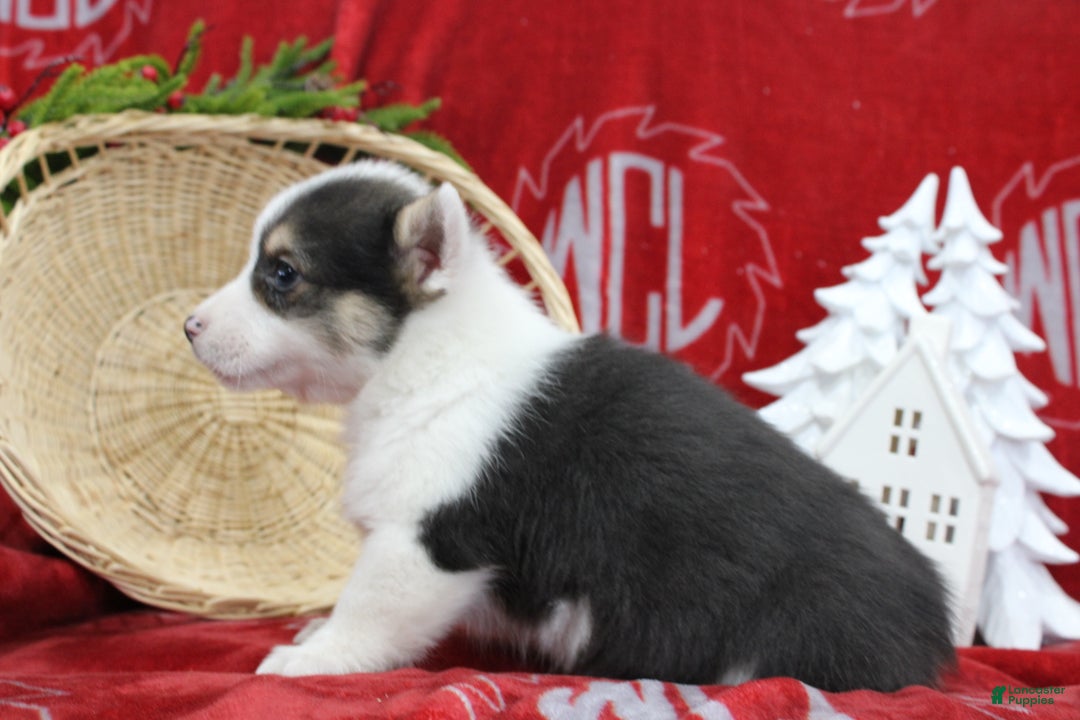 Welsh Corgi Pembroke dogs for sale: Buddy - Ad 6