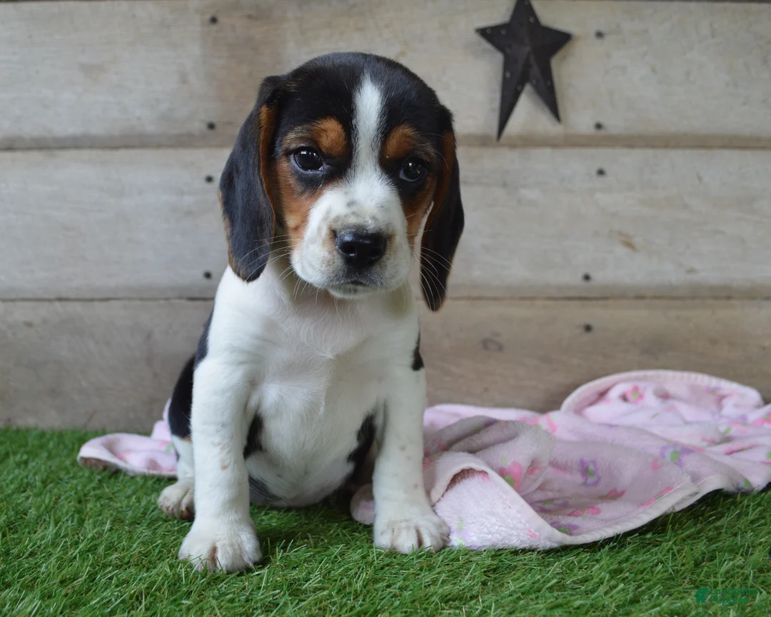 Beagle dogs for sale: Queen - Ad 1
