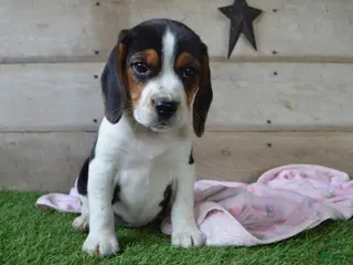 Beagle dogs for sale: Queen - Ad 2