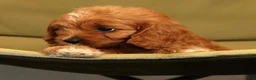 Cavapoo dogs for sale: Ruby - Ad 7