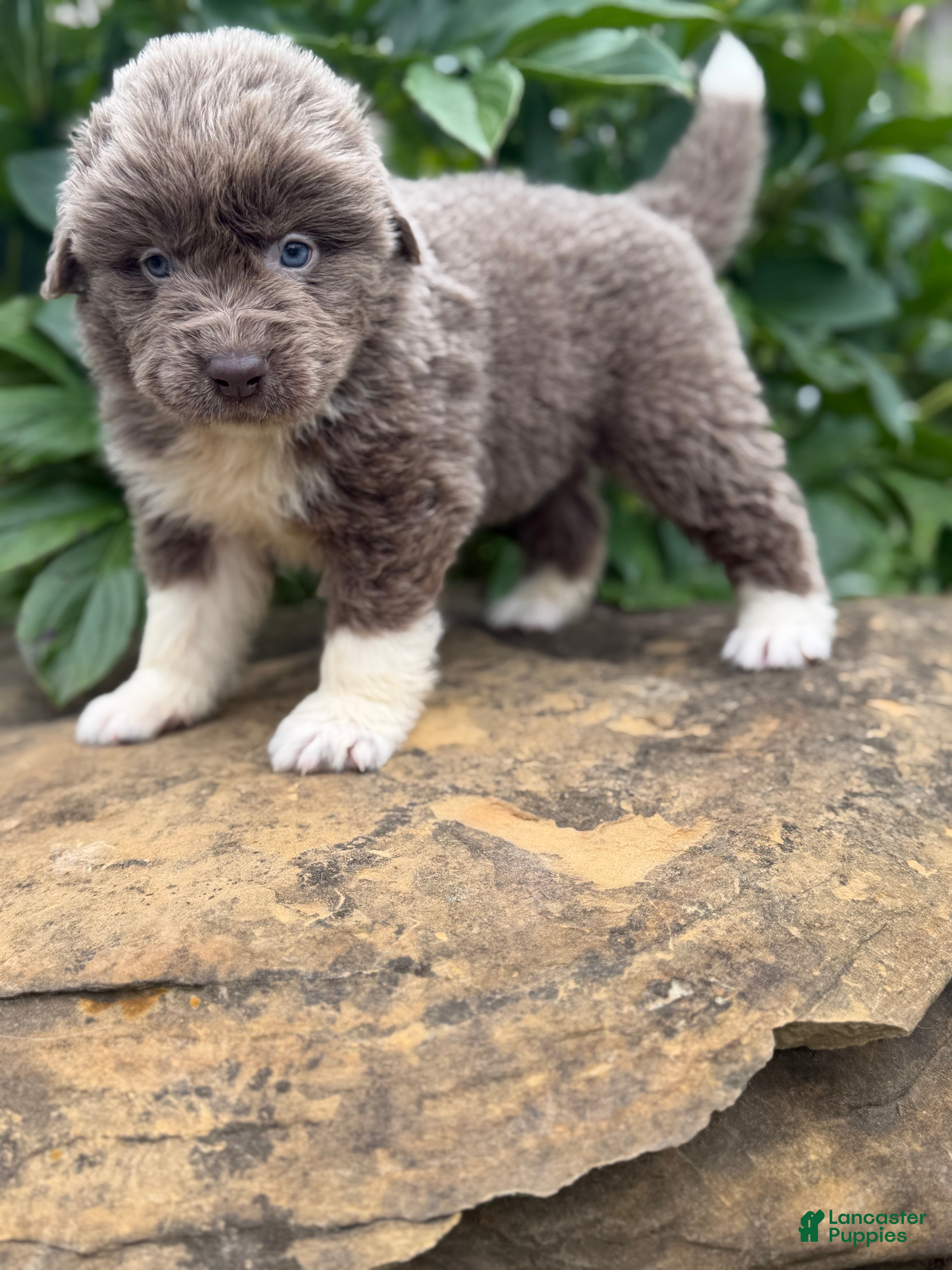 Newfoundland dogs Smarties DNA Clear OFA  - Ad 1