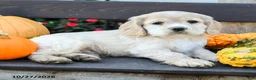 English Cocker Spaniel dogs for sale: Leo - Ad 3