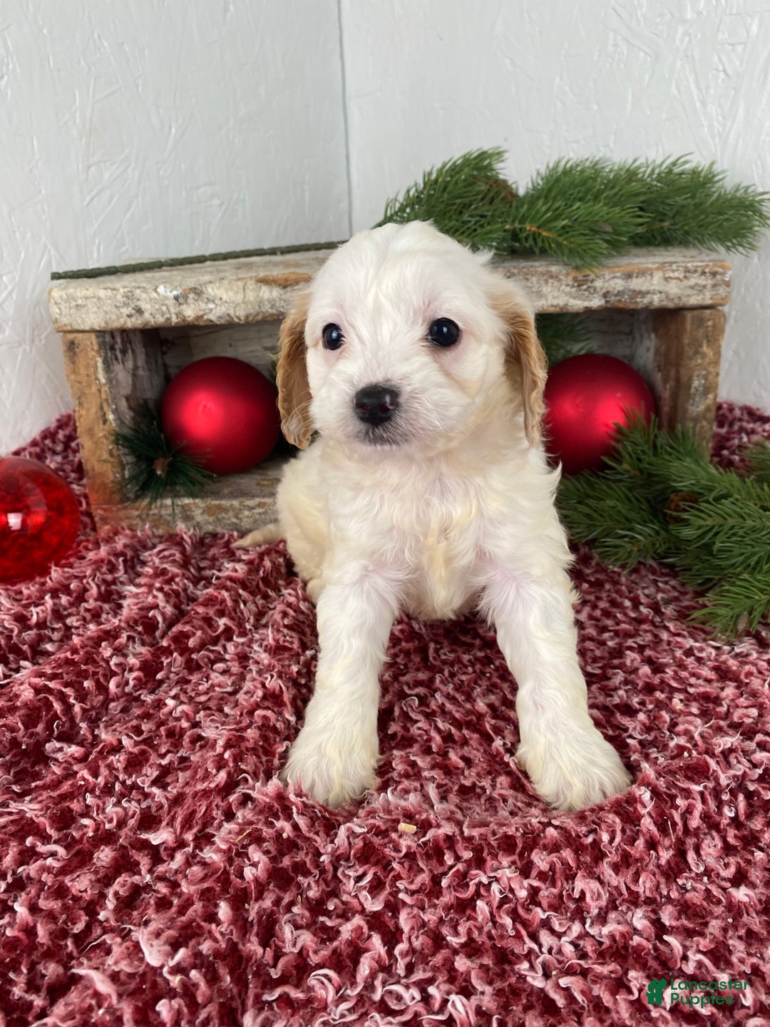 Cockapoo dogs for sale: Chloe - Ad 6