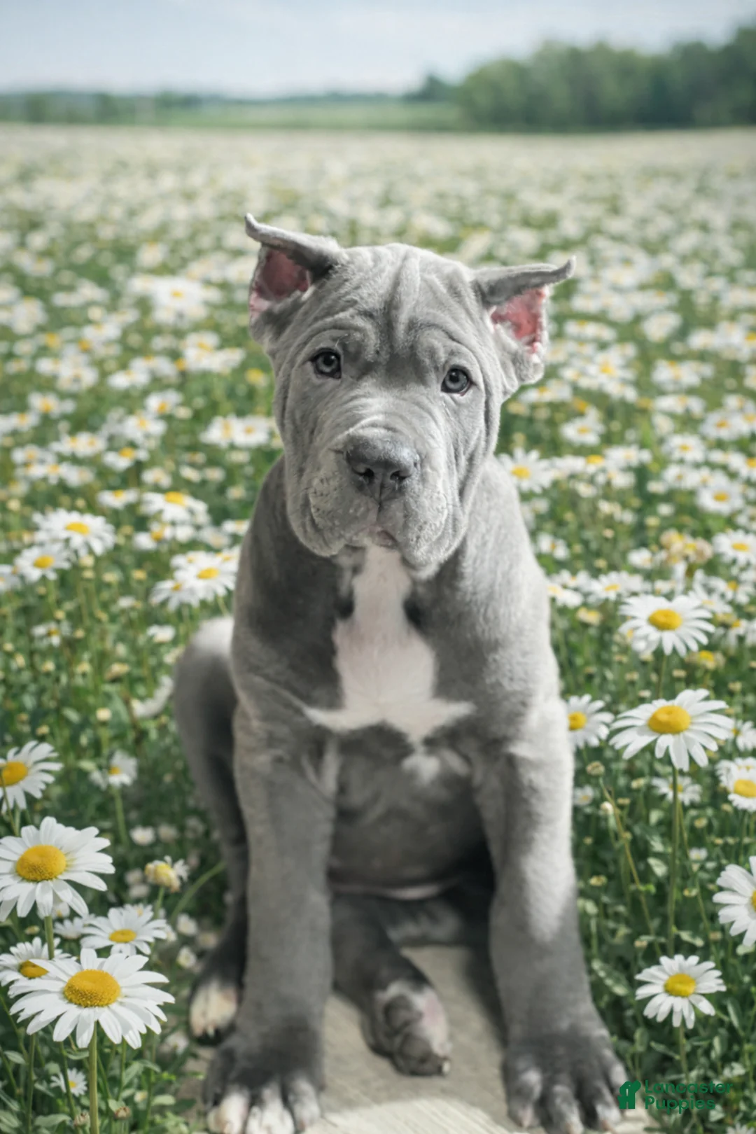 Cane Corso dogs for sale: Cane Corso Puppy 9 Becky  - Ad 1