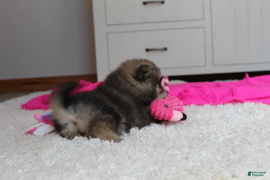 Pomeranian dogs for sale: Delilah - Ad 4