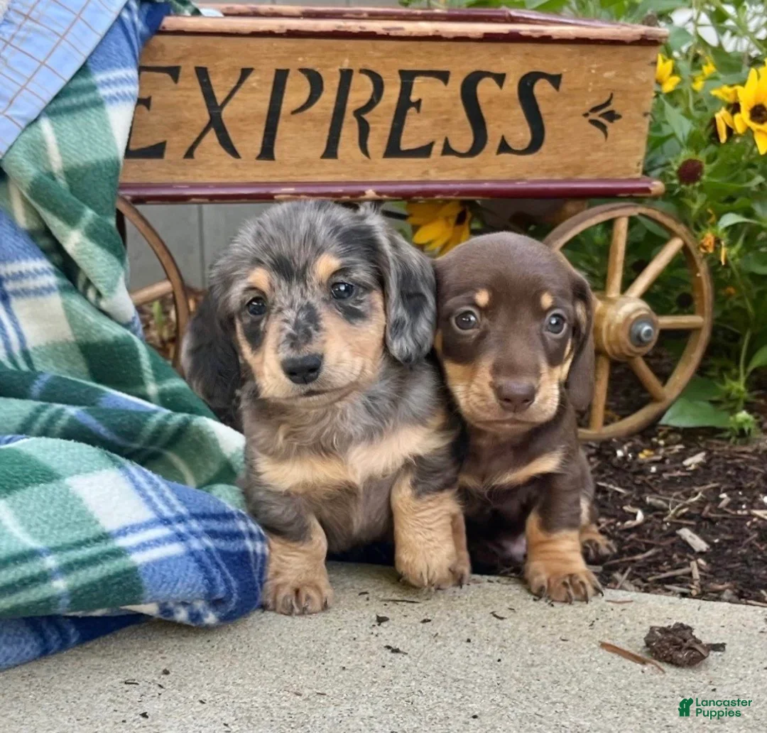 Dachshund dogs for sale: Captain❤️AKC Reg  - Ad 2