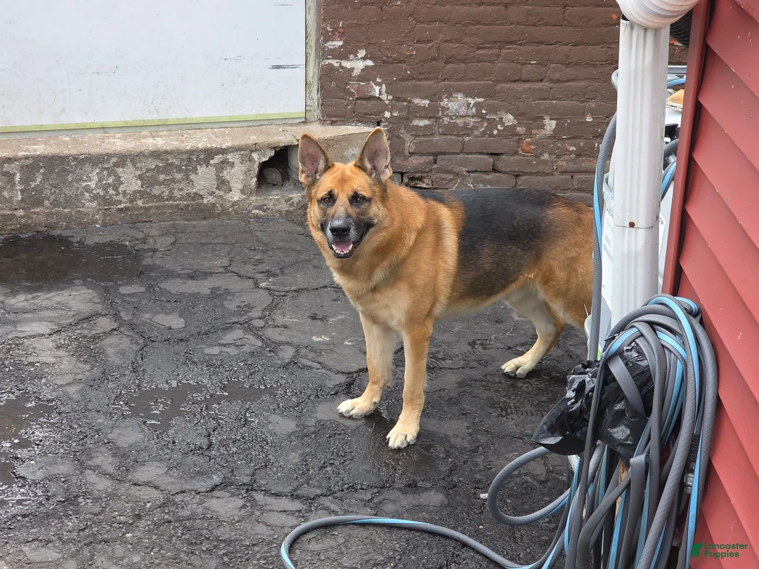 German Shepherd dogs for sale: Diesel - Ad 10