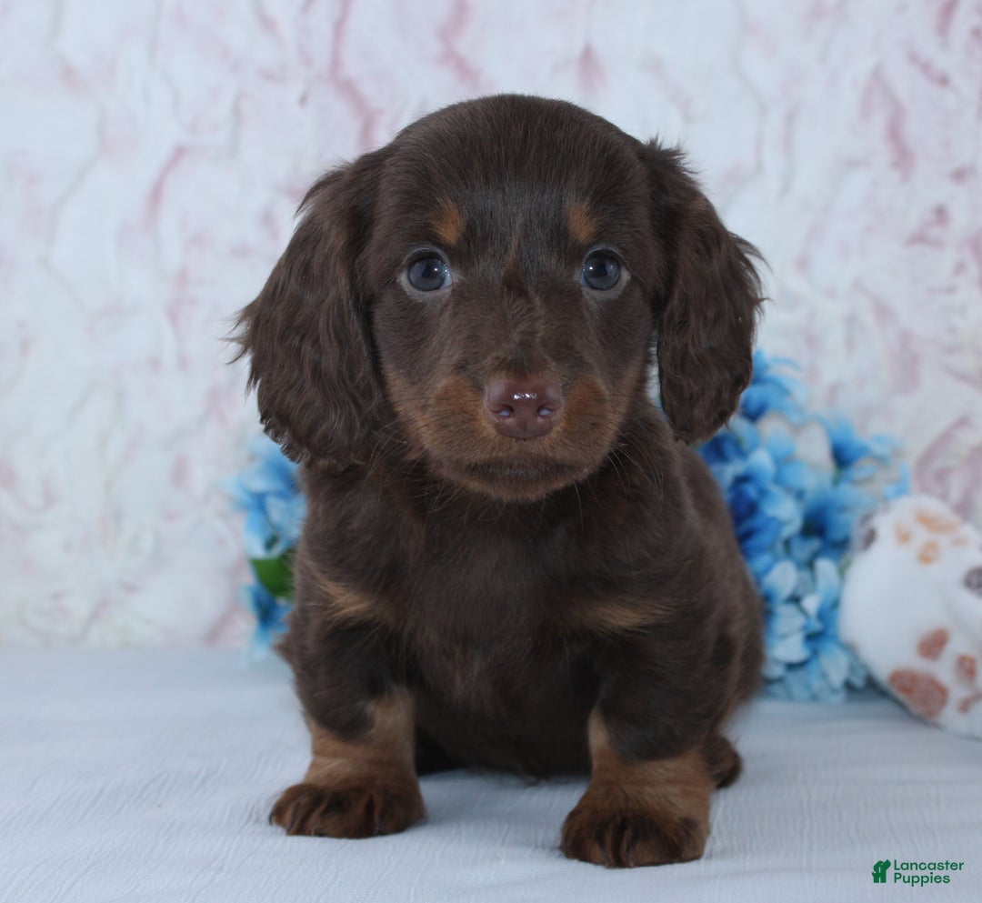 Miniature Dachshund dogs for sale: Anson - Ad 5