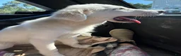 Great Pyrenees dogs for sale: Great Pyrenees Female aka Ginger - Ad 2
