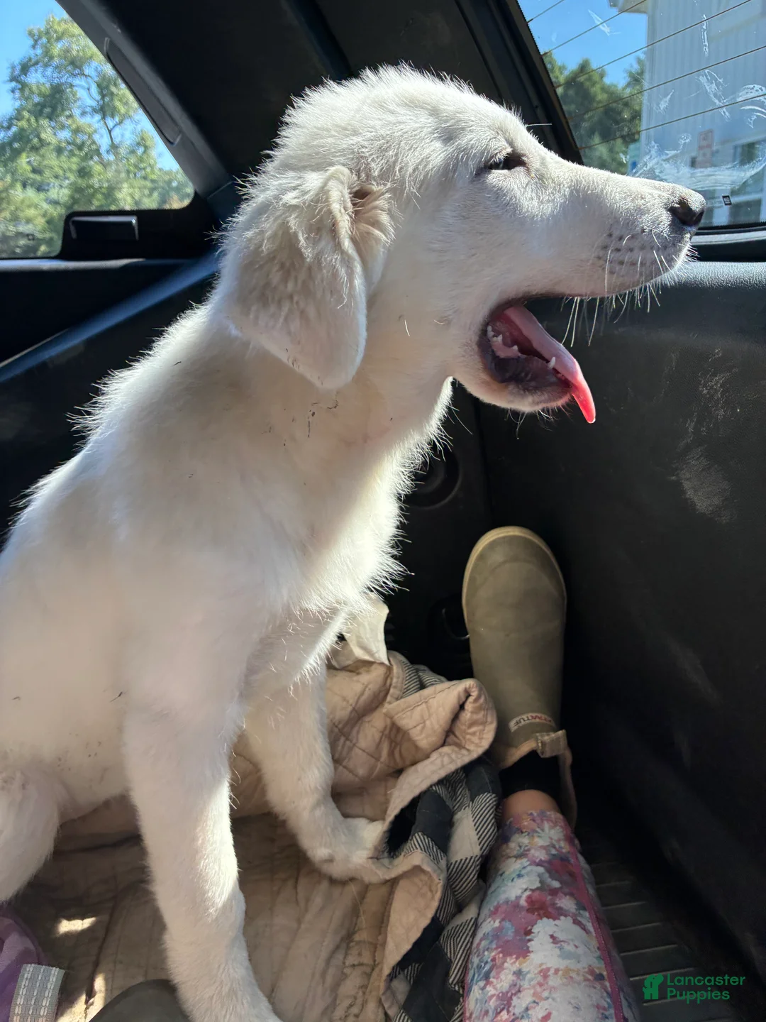 Great Pyrenees dogs for sale: Great Pyrenees Female aka Ginger - Ad 2