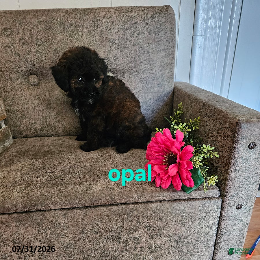 Miniature Poodle dogs Opal - Ad 1