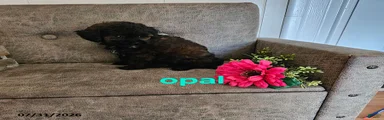 Opal