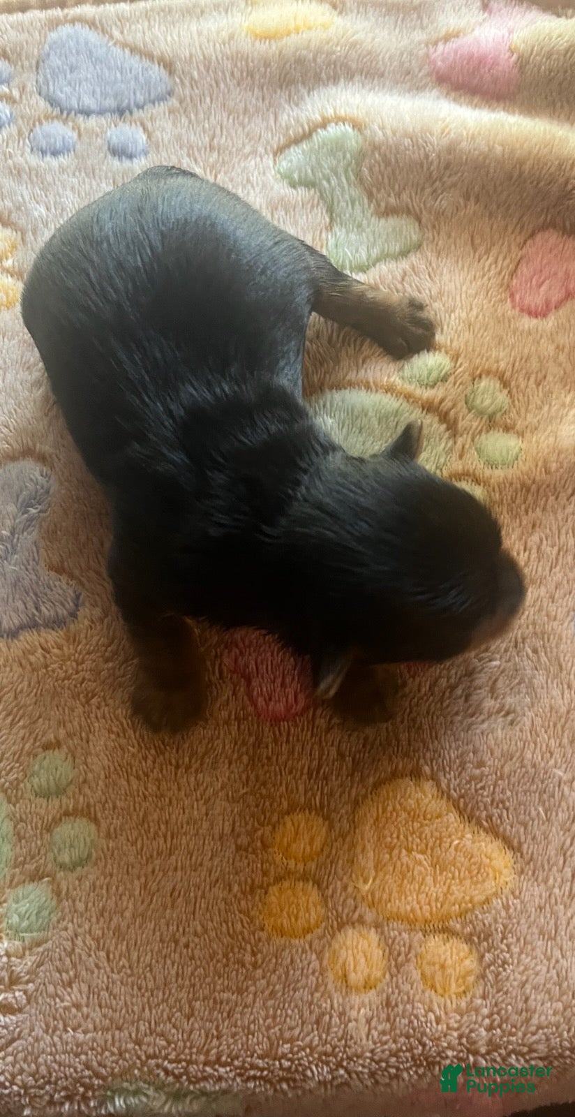 Yorkshire Terrier dogs Boy 1 - Ad 2