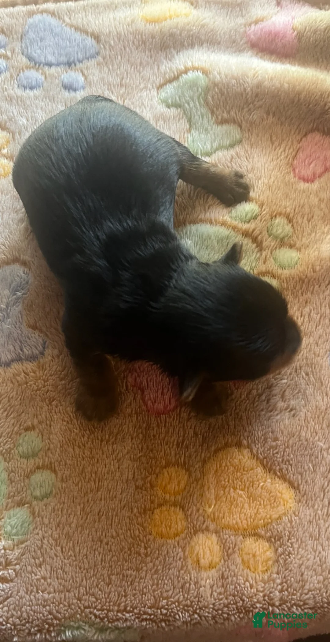 Yorkshire Terrier dogs for sale: Boy 1 - Ad 2