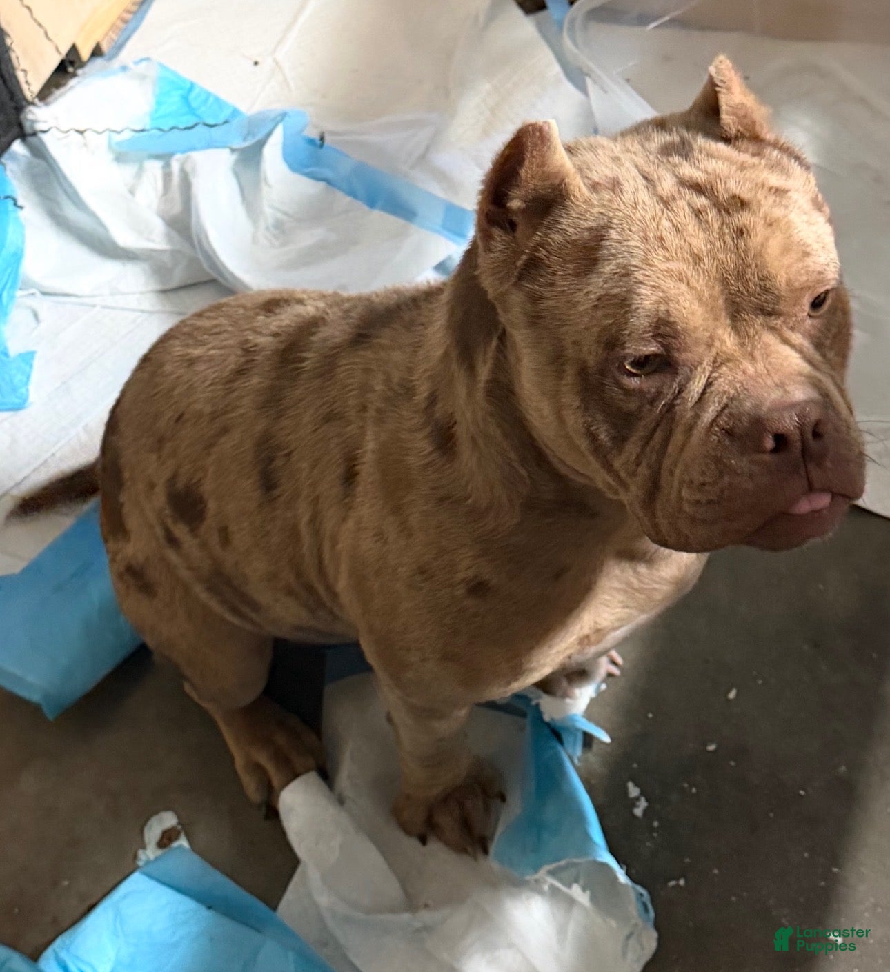 American Bully dogs Peso  - Ad 5