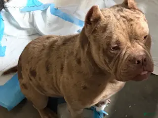 American Bully dogs Peso - Ad 5