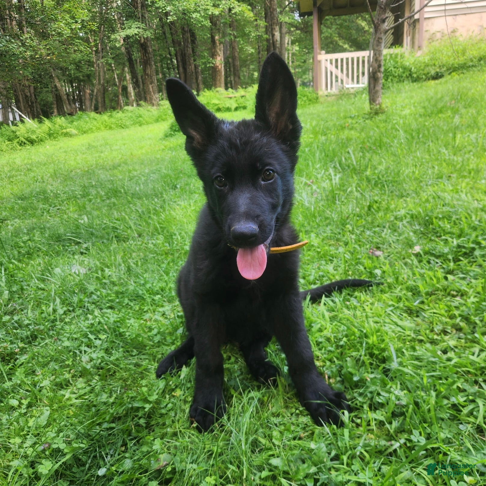 German Shepherd dogs UÑA - Ad 2