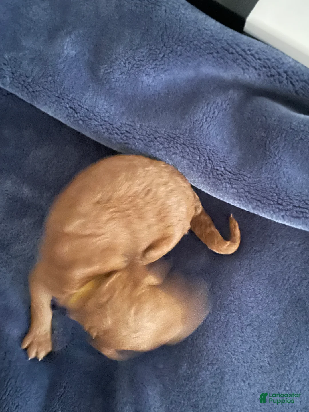 Goldendoodle dogs for sale: Goldendoodle Puppy 3 - Ad 2