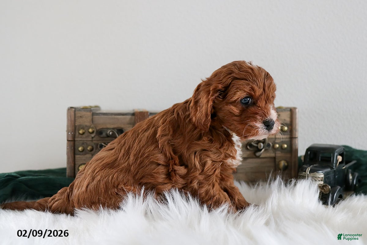 Cavapoo dogs Bella   - Ad 2