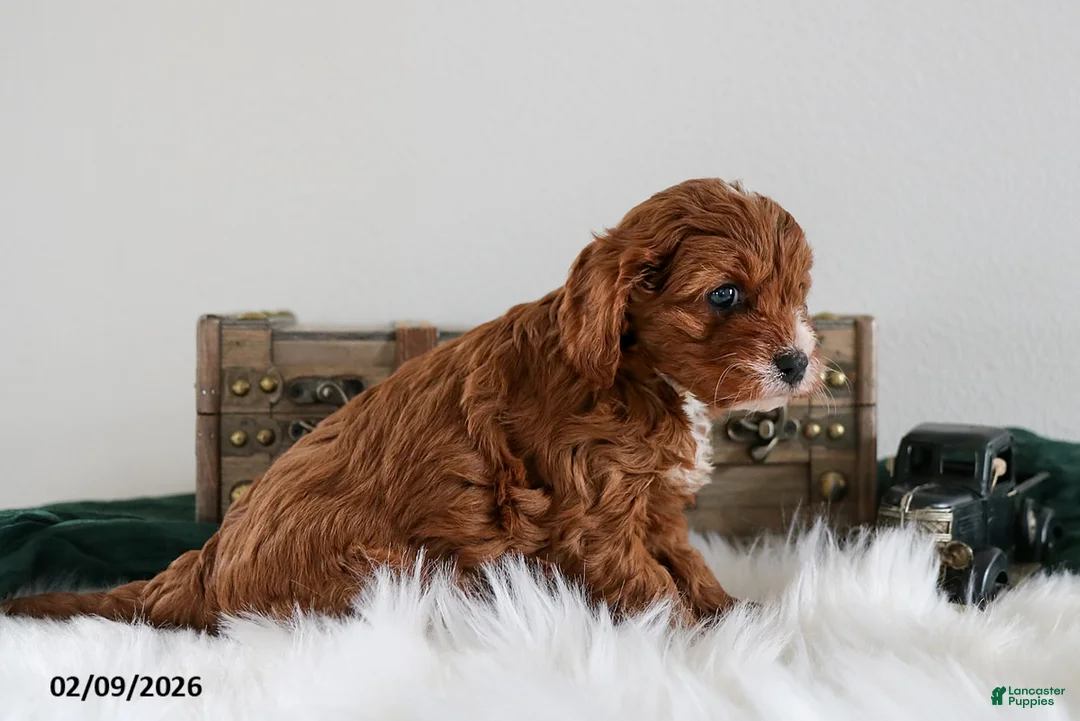 Cavapoo dogs for sale: Bella   - Ad 2