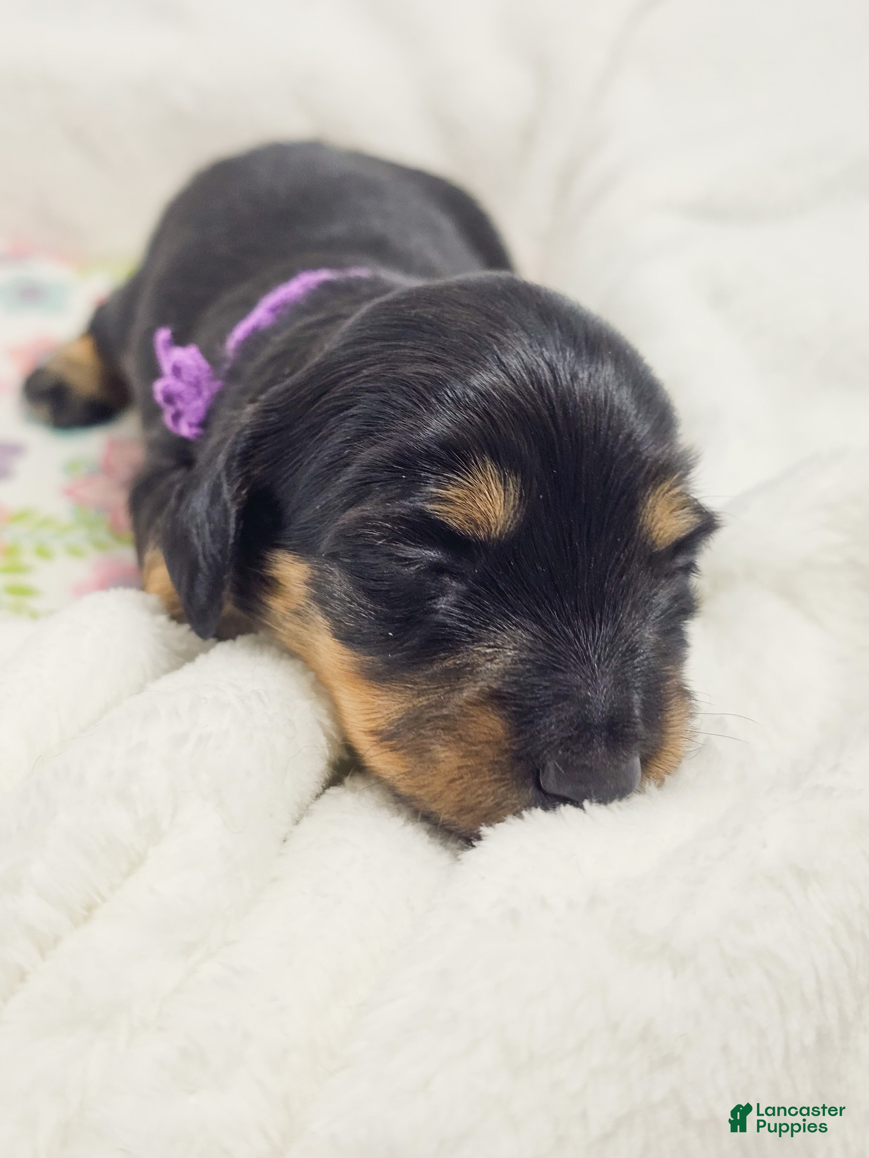 Miniature Dachshund dogs Shore - Ad 17